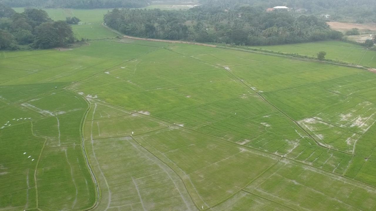 Rice Field View Home Stay タンガラ エクステリア 写真